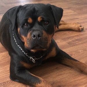 Meet your Posher, Roberto